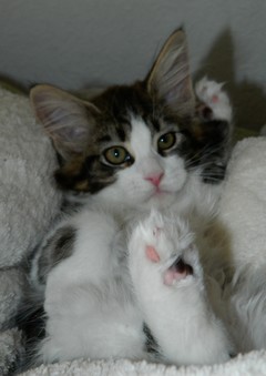 H1-M�dchen09062012