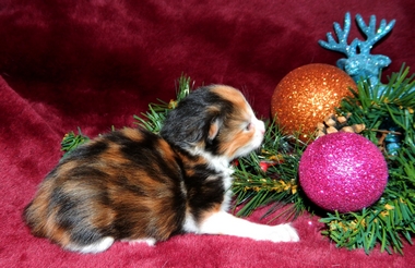 M�dchen 1   0712201414