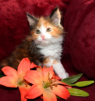 M�dchen 1   180120152