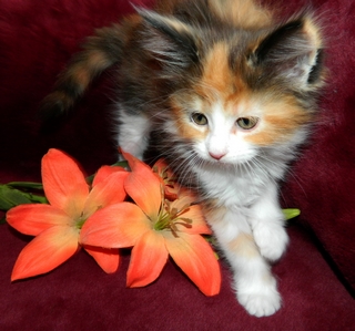 M�dchen 1   180120154