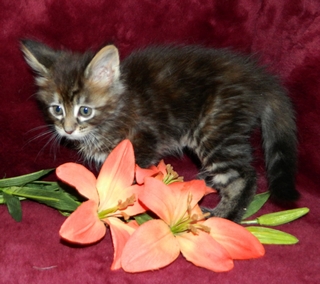 M�dchen 2  180120153