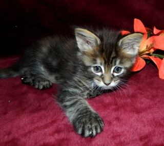 M�dchen 2  180120154