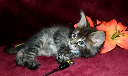 M�dchen 2  180120155