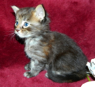 M�dchen 2  251220147