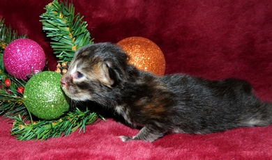 M�dchen 2   07122014