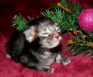 M�dchen 2   071220147